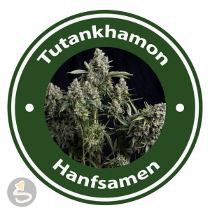 Tutankhamon Autoflowering