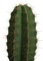 San Pedro Samen