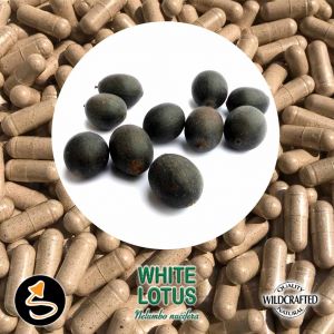 White Lotus Seed 25 Kapseln