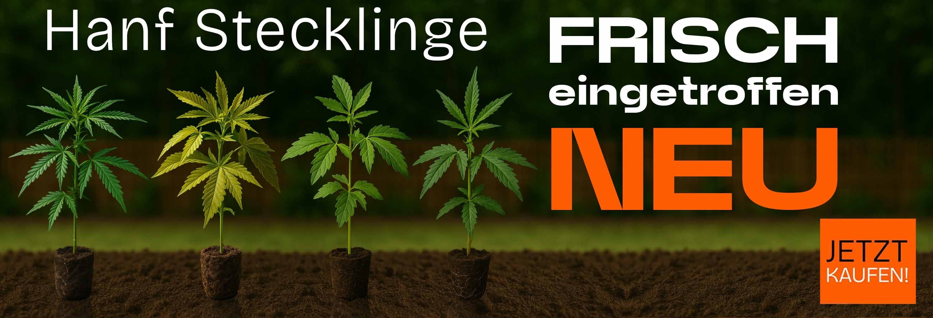 Hanfstecklinge