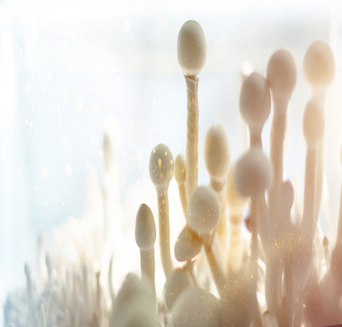 Was ist Psilocybin?