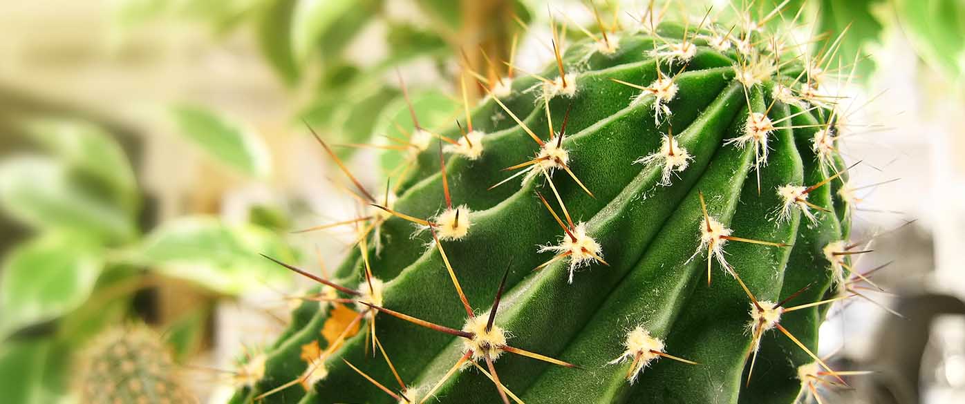 ECHINOPSIS PERUVIANA