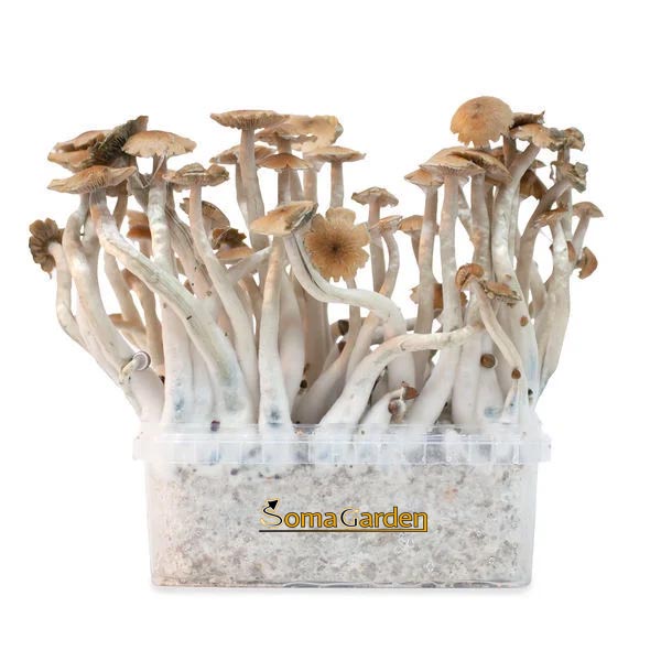 Growkit_Magic Mushroom MCKENNAII