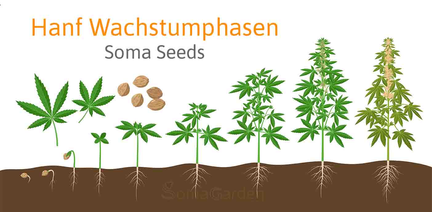 Hanfsamen Wachstumsphasen