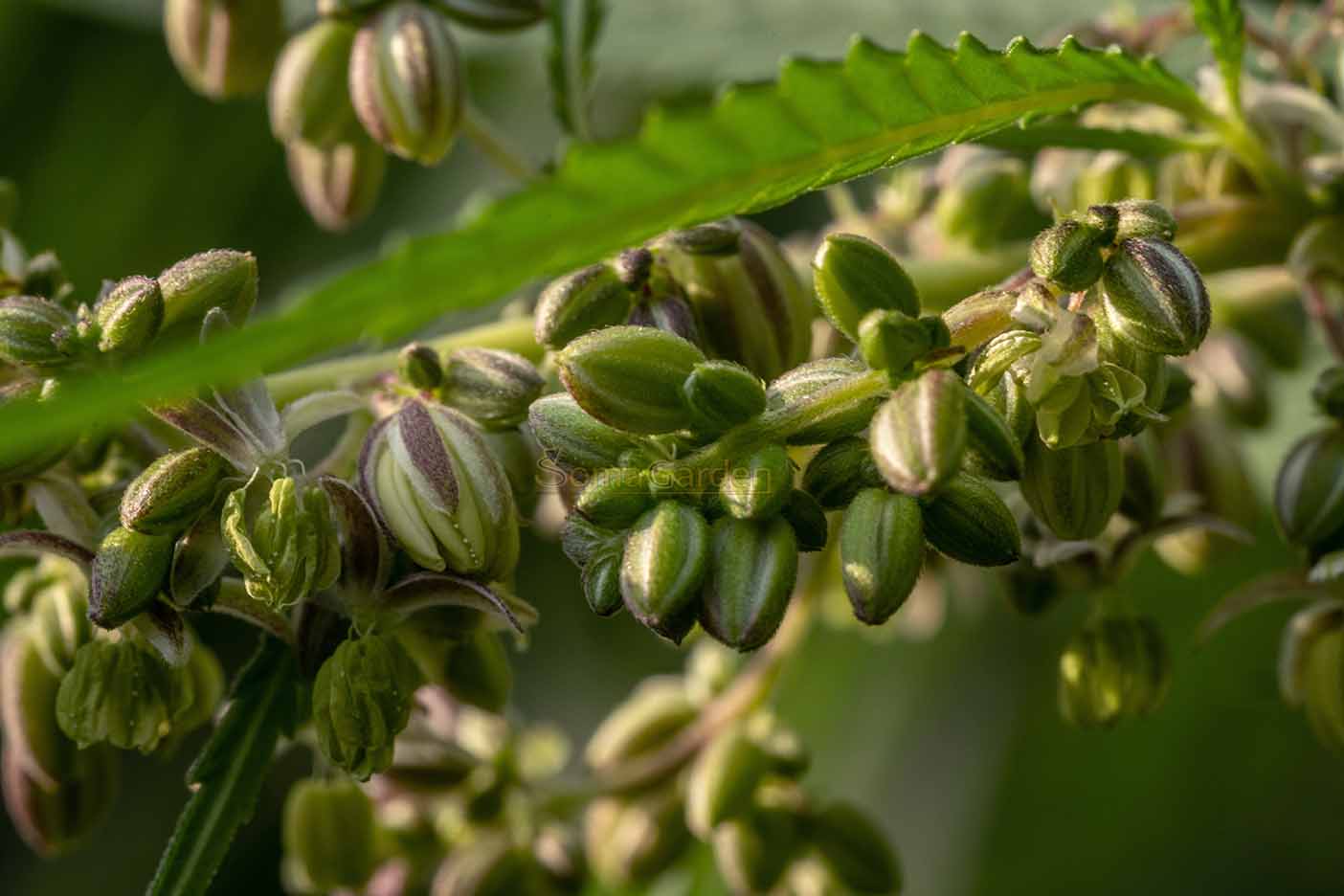 Hanfsamen vor der Ernte