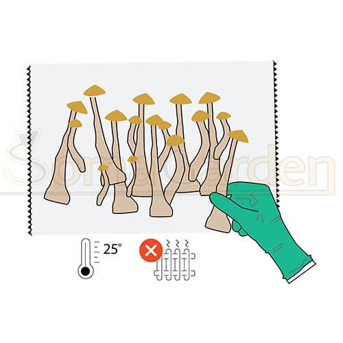 Magic Mushroom Growkit ernten 