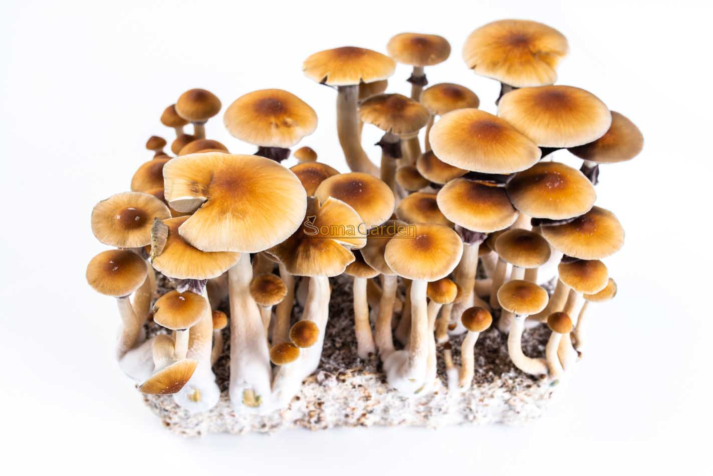 Magic Mushroom Growkit