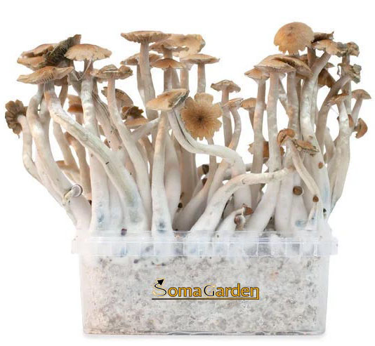 Magic Mushroom Growkit