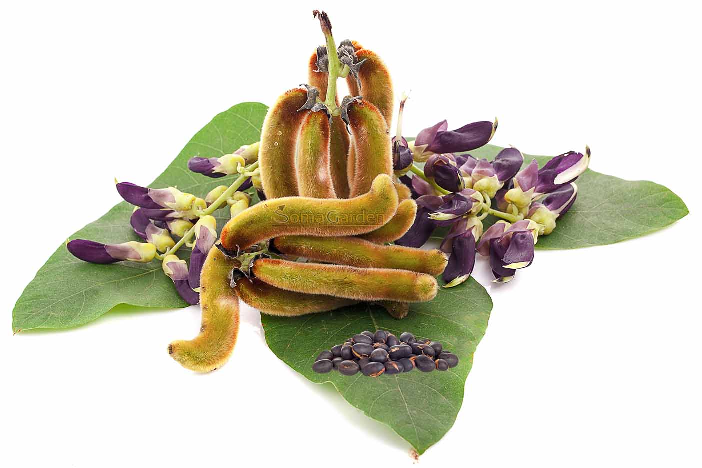 Juckbohne Mucuna Pruriens kaufen