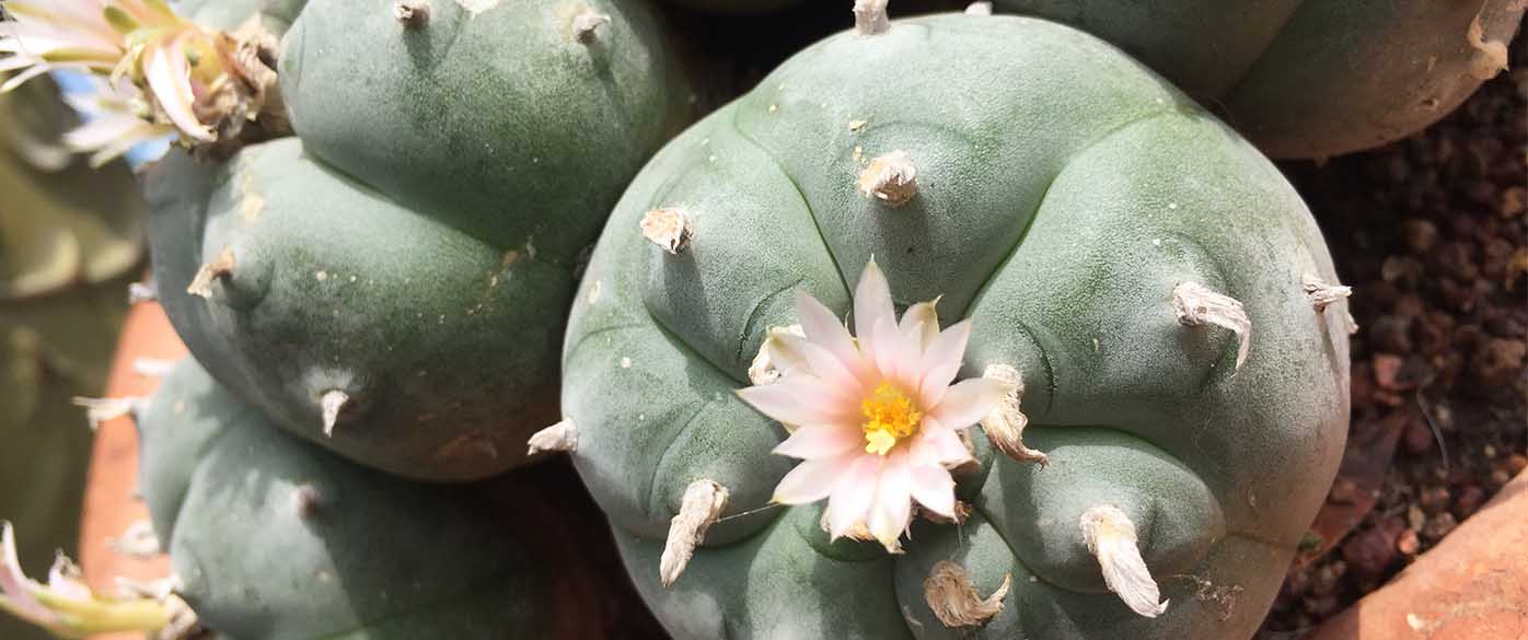 Peyote (Lophophora williamsii) kaufen