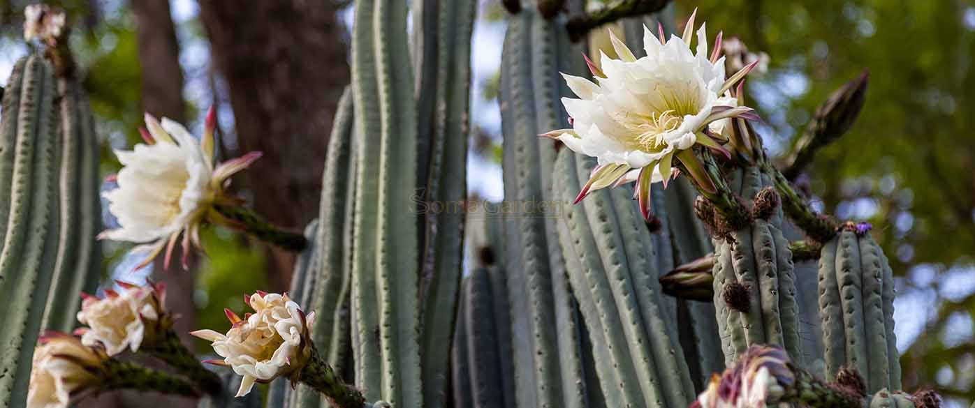 San Pedro Kaktus Mescalin