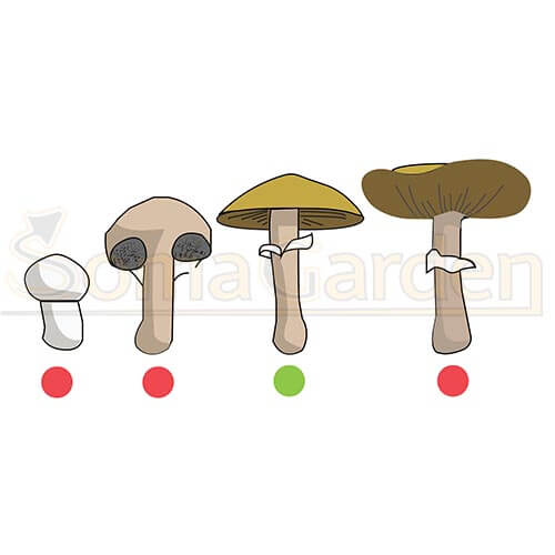 Magic Mushroom richtig ernten 